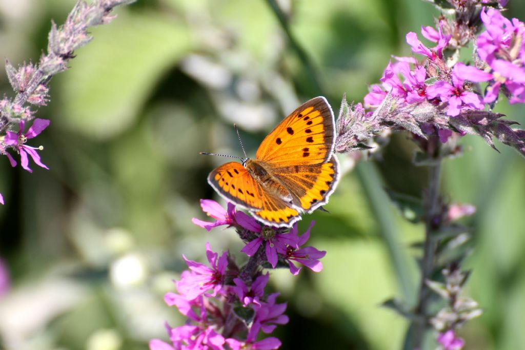 Lycaena dispar